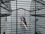 Valkparkiet, Dieren en Toebehoren, Vogels | Hokken en Kooien, Ophalen, Vogelkooi