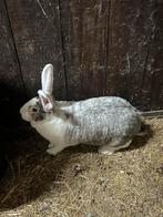 Duitse reus, Vrouwelijk, Groot, 0 tot 2 jaar