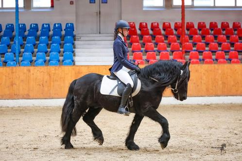 Stall Hearts Desire , o a Fell Pony dekhengsten, merrie...., Dieren en Toebehoren, Paarden en Pony's | Dekhengsten en Fokmerries