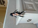 Anime figure, Ophalen