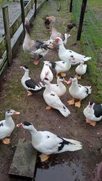 Mooie leuke Kaapse eenden van deze zomer. 4 man en 7 vrouw, Dieren en Toebehoren, Pluimvee, Meerdere dieren, Eend