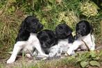 Friese stabij puppy’s te koop, Dieren en Toebehoren, Overige rassen, 8 tot 15 weken, Meerdere, Meerdere dieren