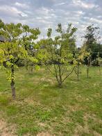 Fruitbomen,appelbomen,perenbomen, kersenbomen, Tuin en Terras, Planten | Bomen, Ophalen, Lente, Volle zon, Overige soorten