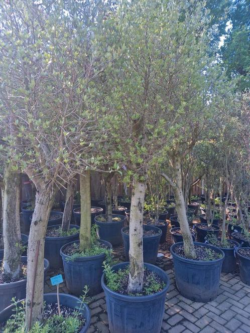 Olijfbomen, Tuin en Terras, Planten | Bomen, Olijfboom, 100 tot 250 cm, Volle zon, Ophalen