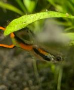 Endler guppen man, Dieren en Toebehoren, Vissen | Aquariumvissen, Vis