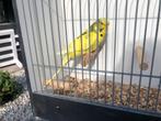 Engelse parkieten, Dieren en Toebehoren, Vogels | Parkieten en Papegaaien, Mannelijk, Parkiet, Tam