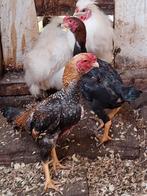 Ko shamo, Dieren en Toebehoren, Pluimvee, Meerdere dieren, Kip