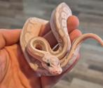 Ball python, Dieren en Toebehoren, Reptielen en Amfibieën, Slang