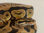 Ballpython koningspython beschikbaar, Slang, Tam