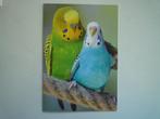 Grote kaart groene en blauwe grasparkiet parkiet vogels, Verzenden, 1980 tot heden, Vogel