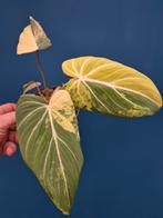 Philodendron Gloriosum Variegata p12, Huis en Inrichting, Kamerplanten, Ophalen of Verzenden, Halfschaduw, Minder dan 100 cm