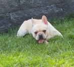 🥰 Super lieve franse Bulldog dekreu Storm ter dekking 🥰, Particulier, Rabiës (hondsdolheid), Reu, 1 tot 2 jaar
