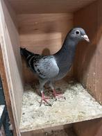 Jonge duiven te koop, Dieren en Toebehoren, Vogels | Duiven