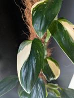 Monstera Cobra / Standleyana variegata, Ophalen of Verzenden, Halfschaduw, Minder dan 100 cm