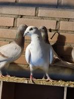 Mooie witte Sonia van de Maelen, Dieren en Toebehoren, Vogels | Duiven, Mannelijk, Postduif