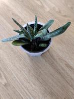 Gasteria, Minder dan 100 cm, Ophalen of Verzenden, Halfschaduw, Bloeiende kamerplant