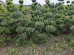 Ilex crenata vormsnoei Japanse style tuinbonsai €175,50 euro, Ophalen, Hulst, 100 tot 250 cm