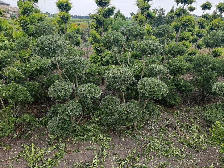 Ilex crenata vormsnoei Japanse style tuinbonsai €175,50 euro, Tuin en Terras, Planten | Struiken en Hagen, Hulst, 100 tot 250 cm