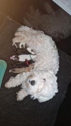 Matipoo pups, Rabiës (hondsdolheid), Overige rassen, 8 tot 15 weken, Meerdere