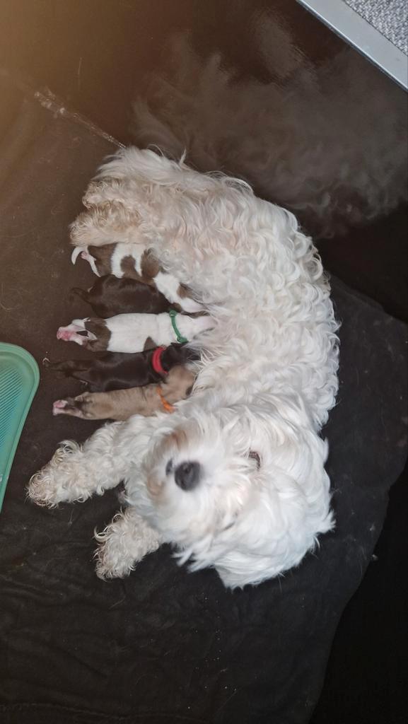 Matipoo pups, Dieren en Toebehoren, Honden | Chihuahua's en Gezelschapshonden, Meerdere dieren, Overige rassen, Particulier, Meerdere