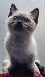 Ragdoll x britsekorthaar kittens Mogen al weg, Meerdere dieren, Ontwormd, 0 tot 2 jaar