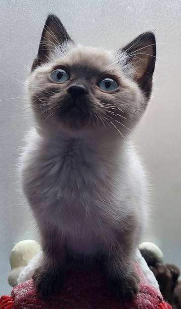 Ragdoll x britsekorthaar kittens Mogen al weg beschikbaar voor biedingen