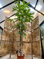 Pachira aquatica 200-220 cm