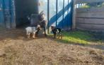 Dwerggeit bokjes, Dieren en Toebehoren, Schapen, Geiten en Varkens, Mannelijk, Geit