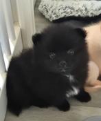 Reutje Qay 75%pomeriaan, Dieren en Toebehoren, Honden | Poolhonden, Keeshonden en Oertypen, Keeshond, Reu, CDV (hondenziekte)