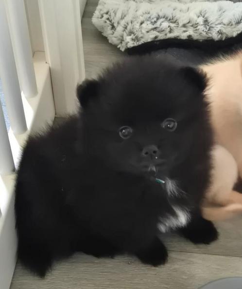 Reutje Qay 75%pomeriaan, Dieren en Toebehoren, Honden | Poolhonden, Keeshonden en Oertypen, Reu, Keeshond, Particulier, Eén hond