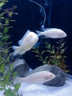 Aulonocara albino trio Malawi cichliden, Dieren en Toebehoren, Vis