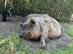 Hangbuikzwijn, Dieren en Toebehoren, Schapen, Geiten en Varkens, Mannelijk, Varken, 0 tot 2 jaar