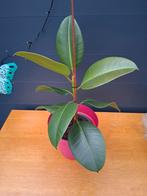 Ficus kamerplant, Huis en Inrichting, Kamerplanten, Ophalen of Verzenden