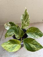 Epipremnum pinnatum marble (1), Huis en Inrichting, Kamerplanten, Ophalen of Verzenden, Overige soorten, Minder dan 100 cm