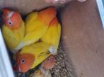 Dwergpapegaai, Dieren en Toebehoren, Vogels | Parkieten en Papegaaien, Geslacht onbekend, Dwergpapegaai of Agapornis, Geringd