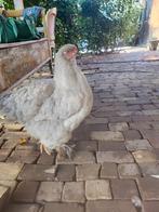 Prachtige lavendel brahma hen, Dieren en Toebehoren, Pluimvee, Vrouwelijk, Kip
