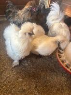 Trio zijdehoen. 1 haan en 2 hennen usa, Dieren en Toebehoren, Pluimvee, Meerdere dieren, Kip