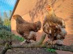 2 mooie brahma hennen., Dieren en Toebehoren, Vrouwelijk, Kip