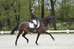 15-jarige KWPN Z-dressuurmerrie te koop, Dieren en Toebehoren, Paarden, Merrie, Z, Gechipt, Dressuurpaard