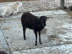Kruising ouesant / soay ooi, Dieren en Toebehoren, Schapen, Geiten en Varkens, Vrouwelijk, Schaap
