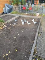 Takla duiven, Dieren en Toebehoren, Vogels | Duiven, Meerdere dieren, Postduif