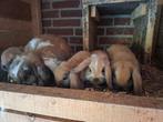 Jonge hangoor dwergkonijntjes., Dieren en Toebehoren, Konijnen, Meerdere dieren, Dwerg, Hangoor