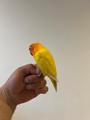 Dwergpapegaai (Agapornis Fischeri Lutino) beschikbaar voor biedingen