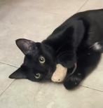 Zeer lieve kater 11 mnd(gesteril/gecastreerd, chip, vaccin, Kater, Kortharig, 0 tot 2 jaar