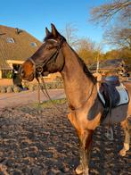 🎁 Zeer braaf recreatie paard! 🎁, Dieren en Toebehoren, B, Gechipt, Ruin, Dressuurpaard
