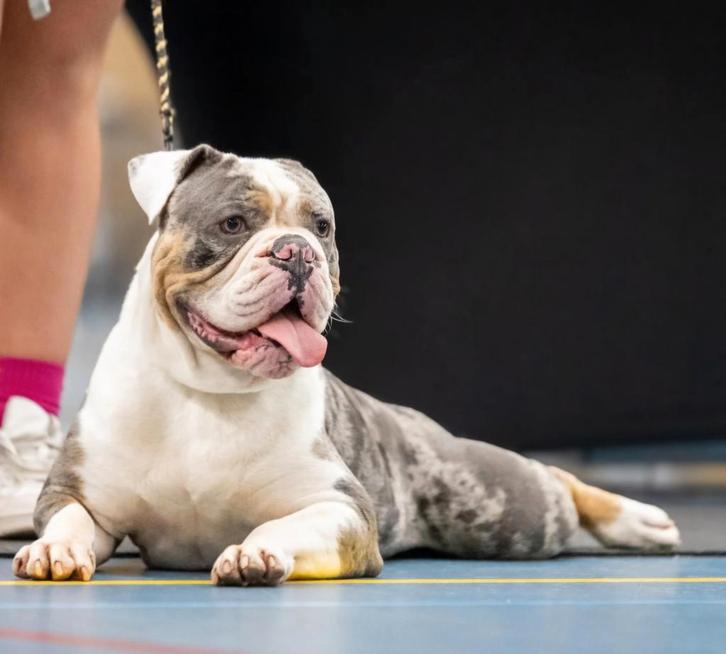 Old english bulldog dekreu, Dieren en Toebehoren, Honden | Dekreuen, Reu, Fokker | Professioneel, Eén hond, Nederland, 1 tot 2 jaar