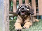 leonberger kruising pups  3 teefjes nog  beschikbaar, 8 tot 15 weken, Groot, CDV (hondenziekte), Meerdere