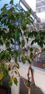 Ficus Benjamin op hydrocultuur in pot op wieltjes, Ophalen, Ficus, In pot, Halfschaduw