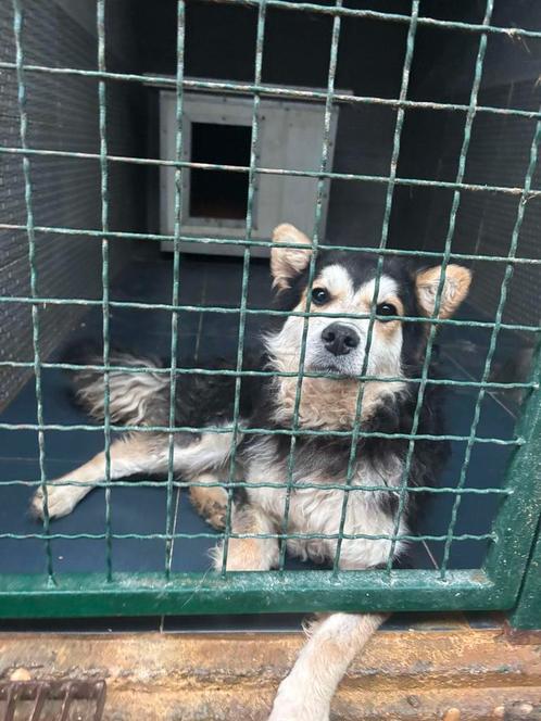 Superleuke hond  ter adoptie, Dieren en Toebehoren, Honden | Niet-rashonden, Middel, Reu, Particulier, Eén hond, Buitenland, 15 weken tot 1 jaar
