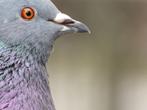 GEZOCHT NET duivenhok , duiven hok., Dieren en Toebehoren, Vogels | Duiven, Mannelijk, Postduif